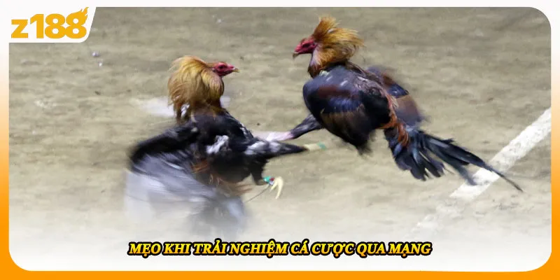 Mẹo khi trải nghiệm cá cược qua mạng